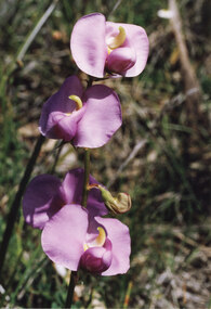 Photograph - Coloured