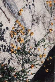 Photograph - Coloured, C Jan 1987