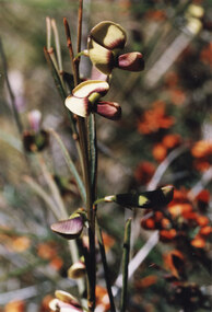 Photograph - Coloured