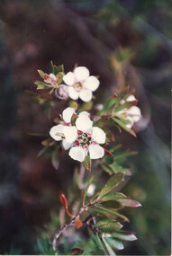 Photograph - Coloured