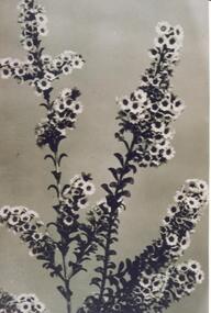 Photograph - Coloured