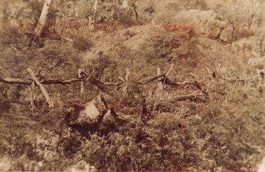 Photograph - Sepia, C 1876