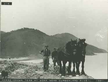Horse drawn team, Cumberland River, Great Ocean Road, 1921