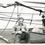 Allan Charles Quinn holding a small monkey on board a ship