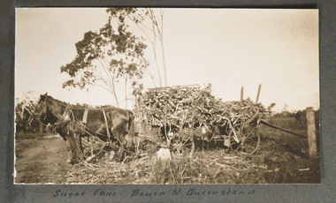 Photograph, Sugar Cane Bowen North Queensland, Early 20th Century