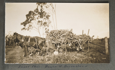 Photograph - Photograph, Sepia, Sugar Cane Bowen North Queensland, Early 20th Century