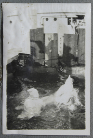 Photograph - Photograph, Black and white, Crossing the Line ceremony