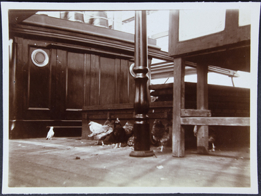 Photograph - Photograph, Sepia, Mr and Mrs Gurney Goldsmith, The Fowl Yard on Board Ship, 1906