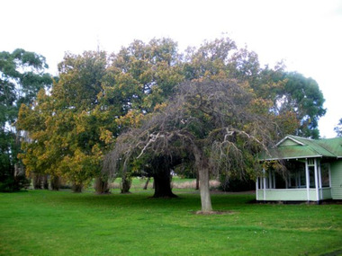 Queen Victoria's Oak Tree