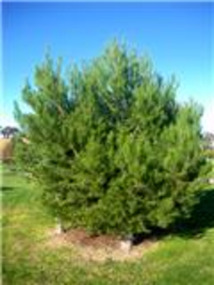 Lone Pine