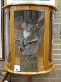 Koala, Edward