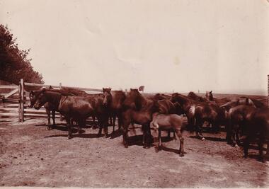 Photograph, Shetland Heights, 1890's