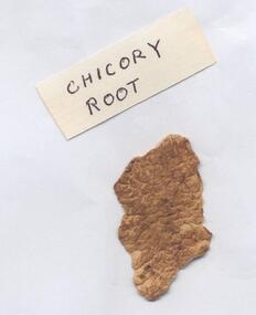 Dried Chicory, 1973