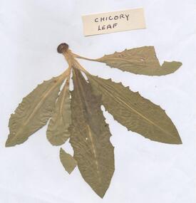 Dried Chicory Leaf, Unknown