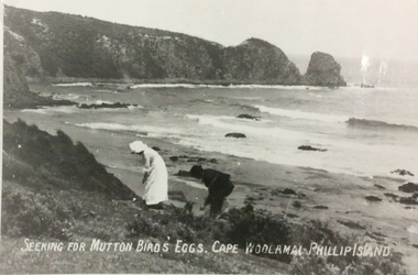 Photograph, Seeking mutton bird eggs. Cape Woolamai