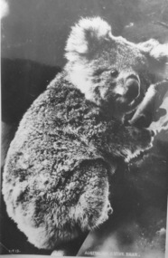 Photograph, Koala
