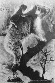 Photograph, Koalas