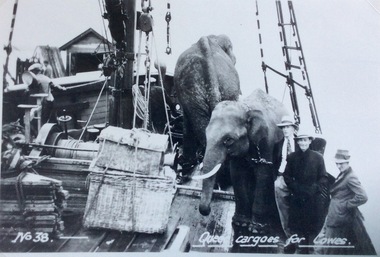 Photograph, Narrabeen ferry with cargo of elephants