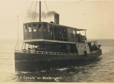 Photograph, Genista on Western Port