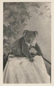 Photograph, Edward the Koala