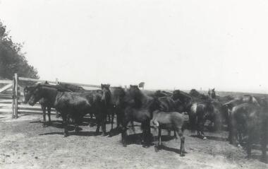Photograph, Draught Horses at San Remo