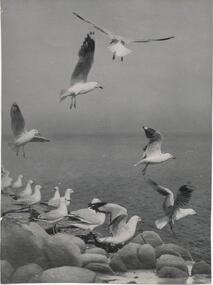 Photograph