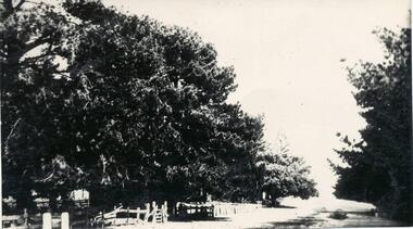 Photograph, 1900