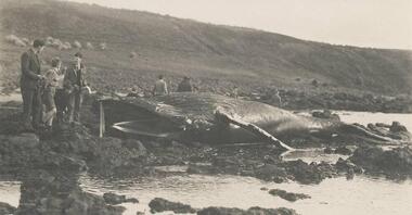 Photograph, Whale carcass Cat Bay