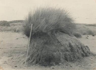 Photograph, H. R. Balfour