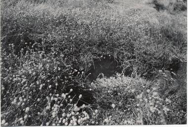 Photograph, Bryant West