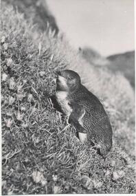 Photograph, Bryant West