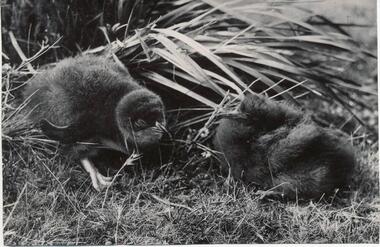 Photograph, Bryant West