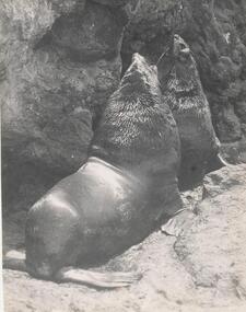 Photograph, Bryant West