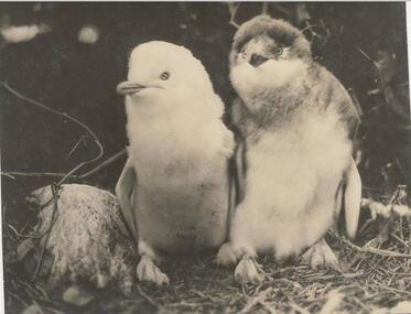Photograph, Bryant West