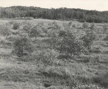 Photograph, Bryant West, 1959