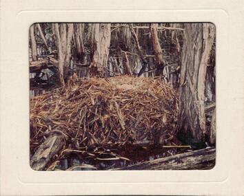 Photograph, Bryant West