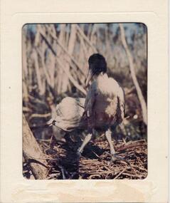 Photograph, Bryant West