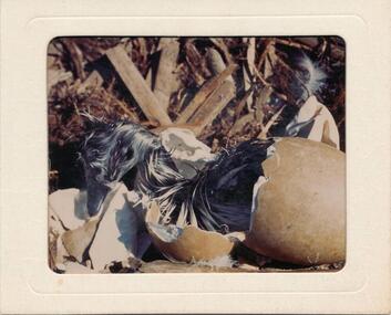Photograph, Bryant West