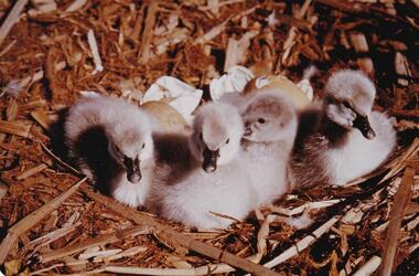 Photograph, Bryant West Bird Album, pre 1970