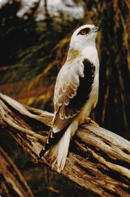 Photograph, Birds of Phillip Island, pre 1970