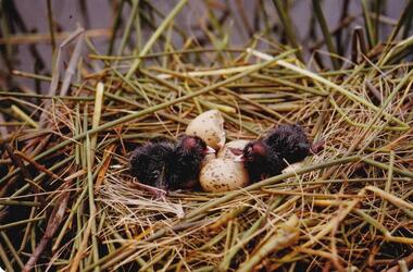 Photograph, Birds of Phillip Island, pre 1970