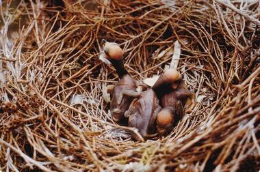 Photograph, Birds of Phillip Island, pre 1970