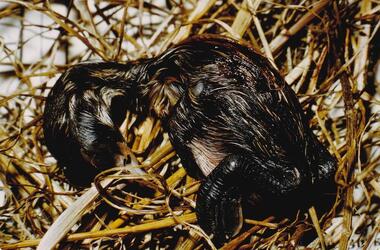 Photograph, Birds of Phillip island, pre 1970
