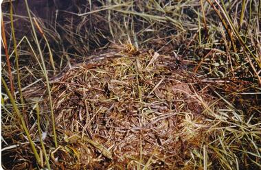 Photograph, Birds of Phillip Island, pre 1970