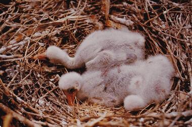 Photograph, Birds of Phillip Island, pre 1970