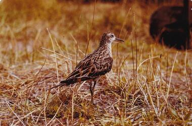 Photograph, Birds of Phillip Island, pre 1970