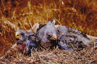 Photograph, Birds of Phillip Island, pre 1970