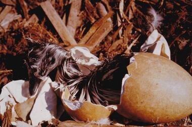 Photograph, Birds of Phillip Island, pre 1970