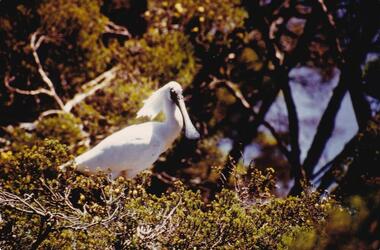 Photograph, Birds of Phillip Island, pre 1970