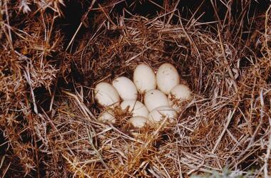 Photograph, Birds of Phillip Island, pre 1970